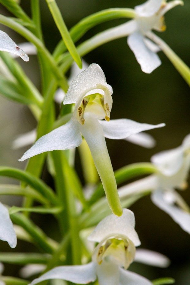 Butterfly Orchid