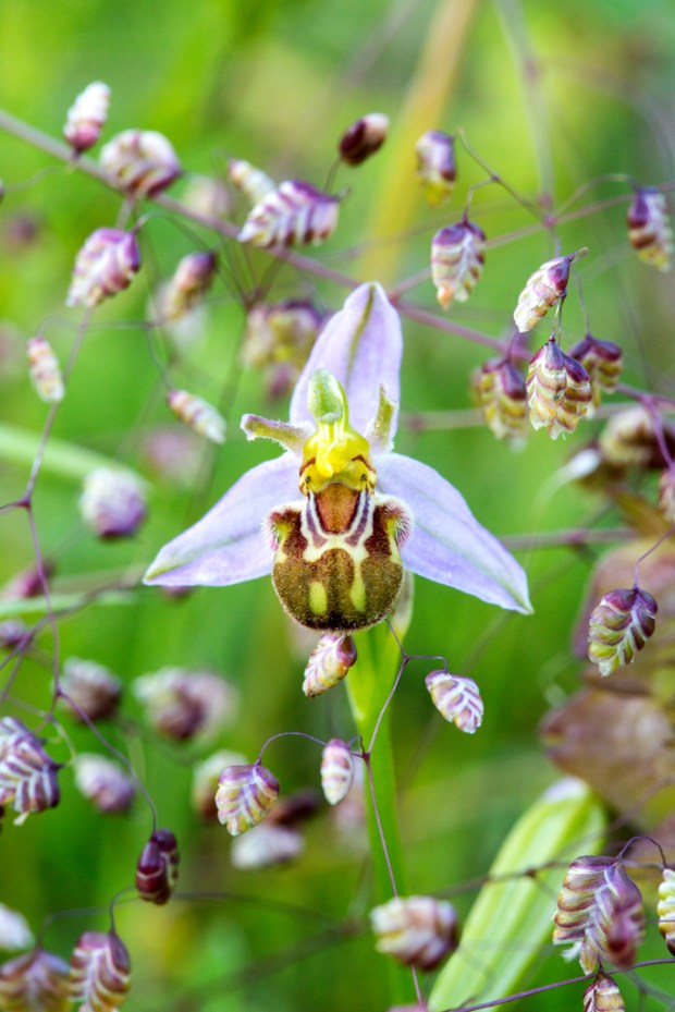 Bee Orchid
