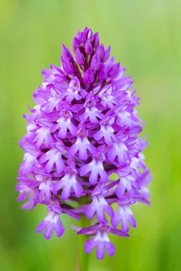 Pyramidal Orchid