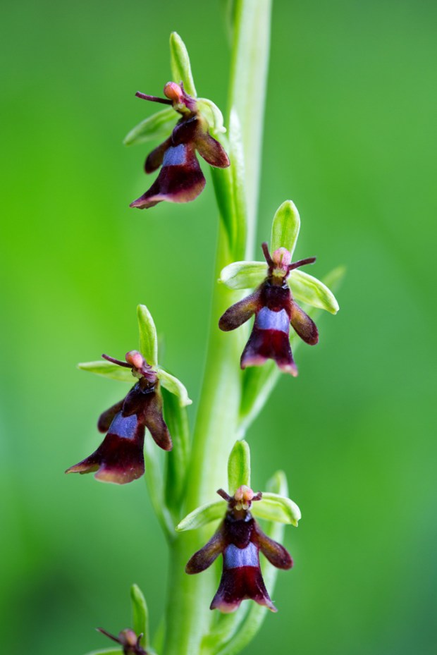 Fly Orchid