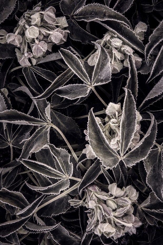 Hellebore- ML-IMG_8178_001PGP